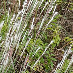 Andropogon ternarius (splitbeard broomsedge)