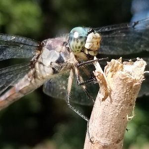 Dragonflies & Damselflies - June 29