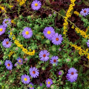 Pride Nature Walk – June 7, 2025