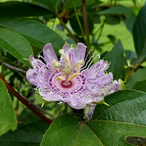 Passiflora incarnata (purple passionflower)