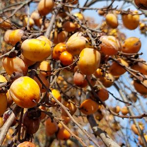 Donate to the Annual Fund