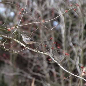 Spring Songbird Migration - April 30