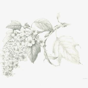 Botanical Drawing II - February 13, 20, and 27, 2026