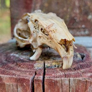 Interpreting Wildlife Skulls - October 31, 2025