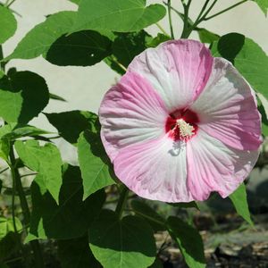 Hibiscus moscheutos 'Luna Pink Swirl' (swamp rose mallow)
