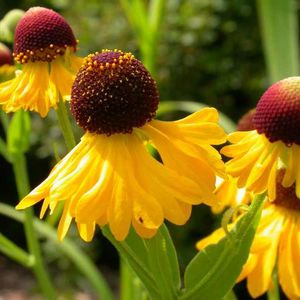 Helenium flexuosum (purple-headed sneezeweed)