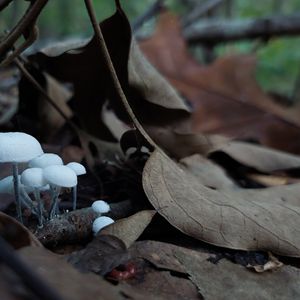 Halloween Nature Walk – October 31, 2025