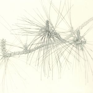 Botanical Drawing I - January 9, 16, and 23, 2026