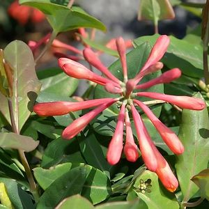 Lonicera sempervirens 'Magnifica' (honeysuckle)