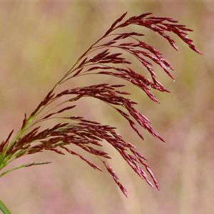 Tridens flavus (purpletop)