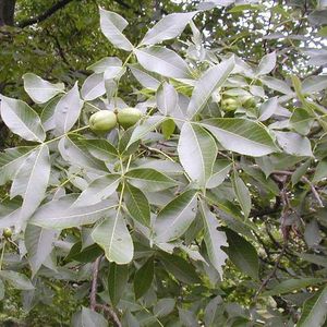Carya ovata (shagbark hickory)