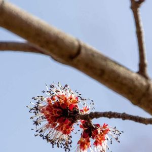 Acer rubrum (red maple)