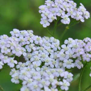 Achillea millefolium (yarrow)