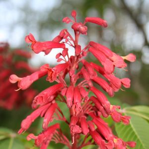 Aesculus pavia (red buckeye)