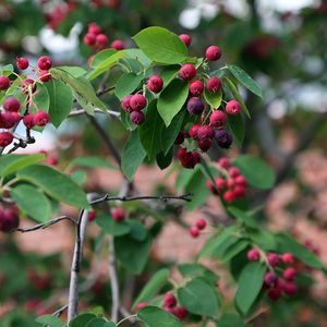 Amelanchier canadensis (juneberry, serviceberry)