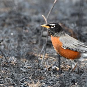 American Robin and the Blue Jay – August 22, 2026