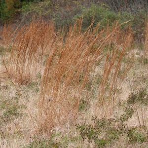 Andropogon virginicus (broomsedge)