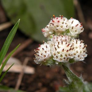 Antennaria plantaginifolia (pussytoes)
