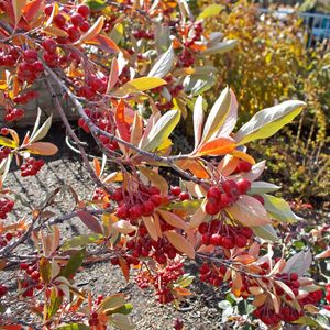 Aronia arbutifolia 'Brilliantissima' (red chokeberry)