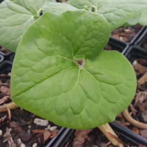 Asarum canadense (wild ginger)