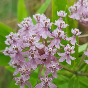 Asclepias incarnata (swamp milkweed)