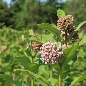 Asclepias syriaca (common milkweed)