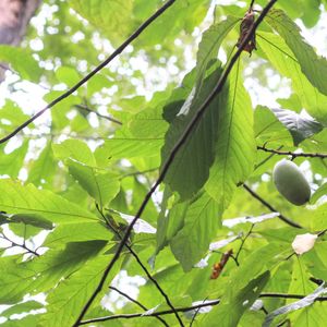 Asimina triloba (pawpaw)
