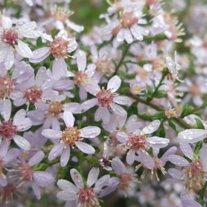 Aster cordifolius (Symphyotrichum cordifolium) (blue wood aster)