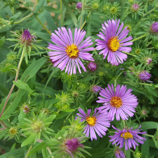 Aster (Symphyotrichum) novi-belgii (New York aster)
