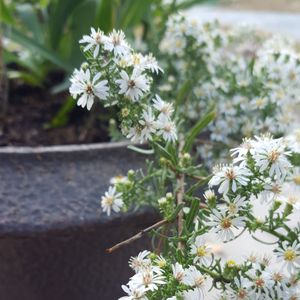 Aster ericoides (Symphyotrichum ericoides) 'Snow Flurry'