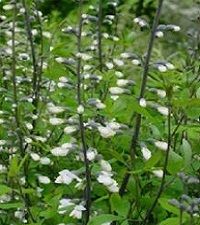 Baptisia alba (wild white indigo)