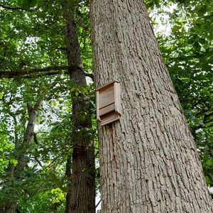 Build a Bat Box Workshop – October 30, 2026