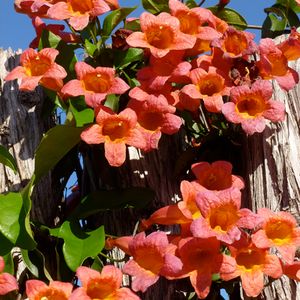 Bignonia capreolata (crossvine)