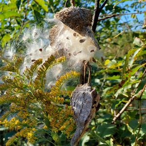 Biodiversity Walk – October 11, 2026