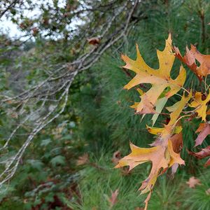 Biodiversity Walk – September 13, 2026