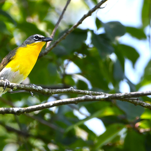 The Birds Will Be Coming – February 7, 2026