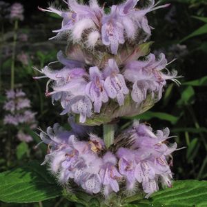 Blephilia ciliata (downy pagoda plant)