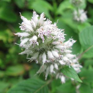 Blephilia hirsuta (hairy wood mint)