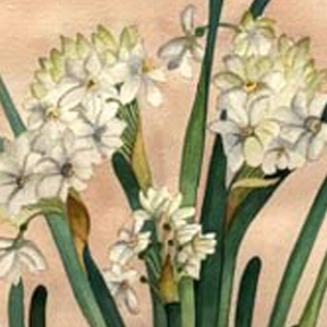 Composition for Botanical Art - February 4, 2026