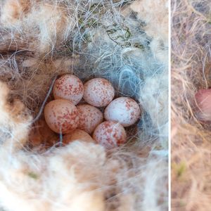 How Birds Breed – December 12, 2026
