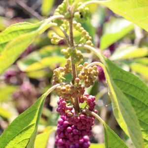 Callicarpa americana (American beautyberry)
