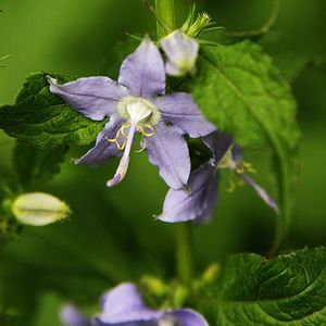 Campanulastrum americanum (American bellflower)