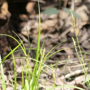 Carex bromoides (brome sedge)