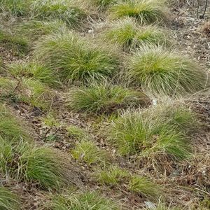 Carex leavenworthii (Leavenworth's sedge)
