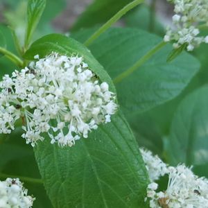 Ceanothus americanus (New Jersey tea)