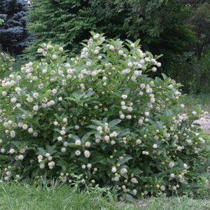 Cephalanthus occidentalis 'Magical Moonlight' (buttonbush)