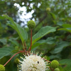 Cephalanthus occidentalis (buttonbush)