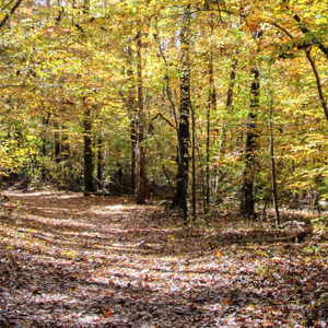 Walking in Wonder: Celtic Reflections & Irish Tea Service – October 26, 2025