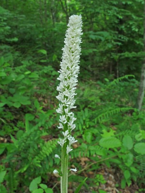 Chamaelirium luteum sale