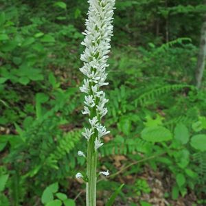 Chamaelirium luteum (fairy wand)